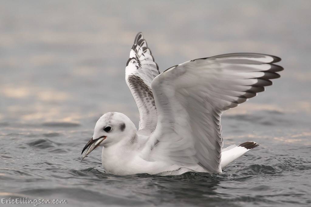 Bonaparte's Gull by esellingson is licensed under CC BY-NC-ND 2.  from kayak